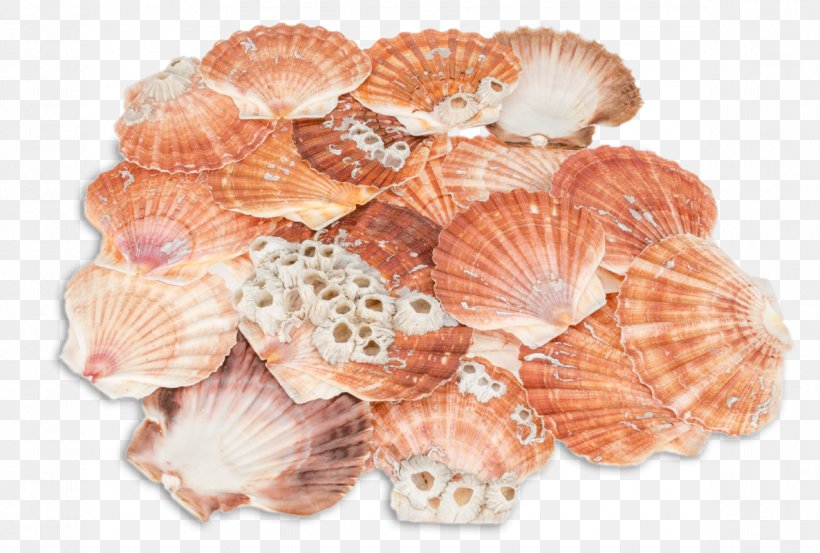 Great Scallop Seashell Pecten Jacobaeus Pectinidae Bivalvia, PNG, 1186x800px, Great Scallop, Article, Bivalvia, Clams Oysters Mussels And Scallops, Cockle Download Free