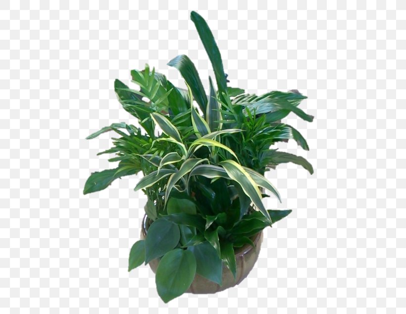 Leaf Flowerpot Houseplant Herb Plant Stem, PNG, 582x633px, Leaf, Evergreen, Flowerpot, Herb, Houseplant Download Free
