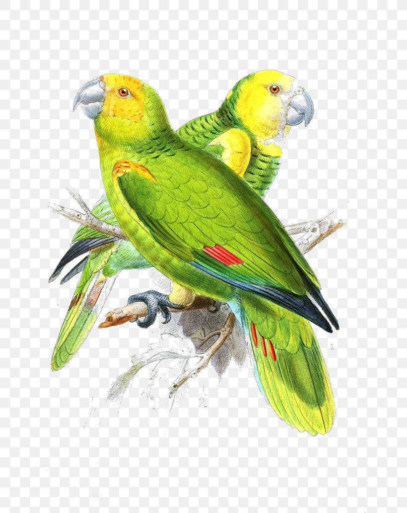 Lovebird Parrot Painting, PNG, 658x1032px, Bird, Beak, Colored Pencil, Common Pet Parakeet, Fauna Download Free