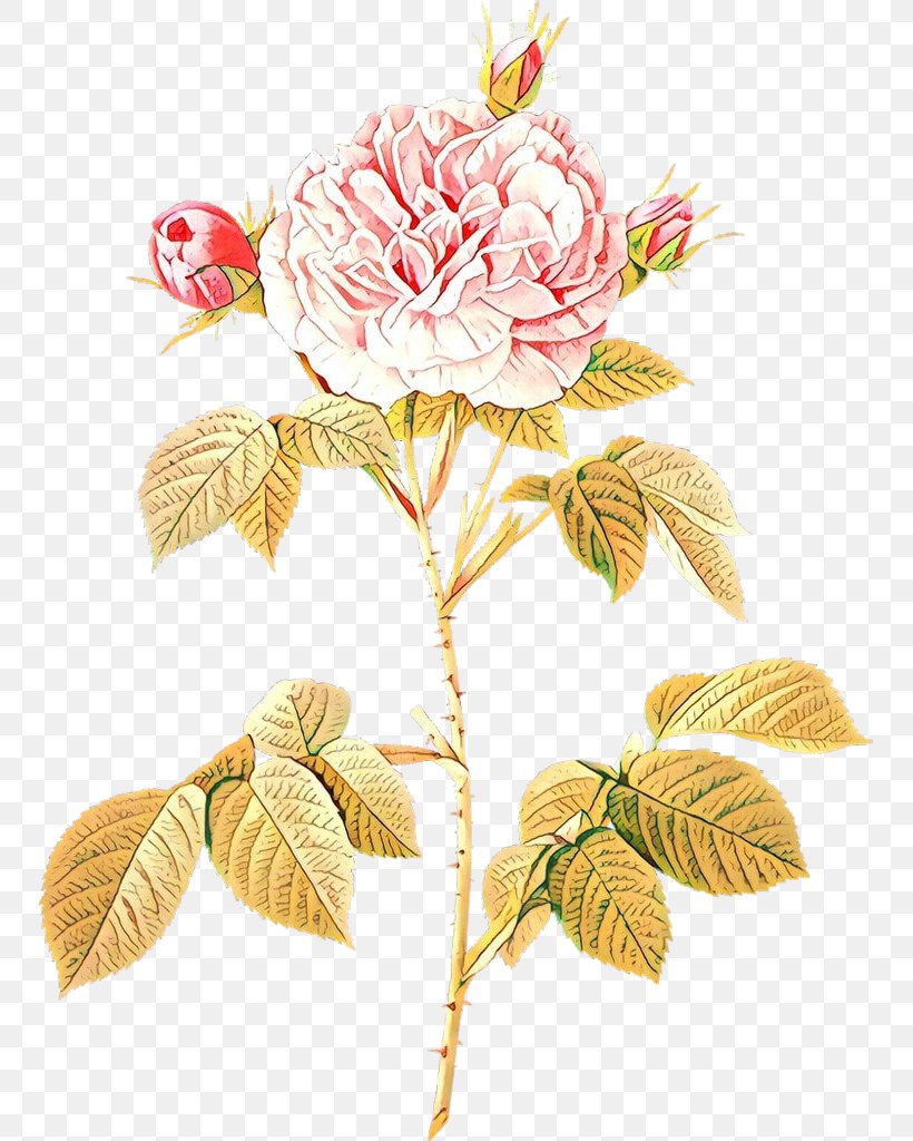 Moss Rose Illustration Rosa 'Great Maiden's Blush' Stock Photography French Rose, PNG, 749x1024px, Moss Rose, Botanical Illustration, Botany, Cabbage Rose, Cut Flowers Download Free