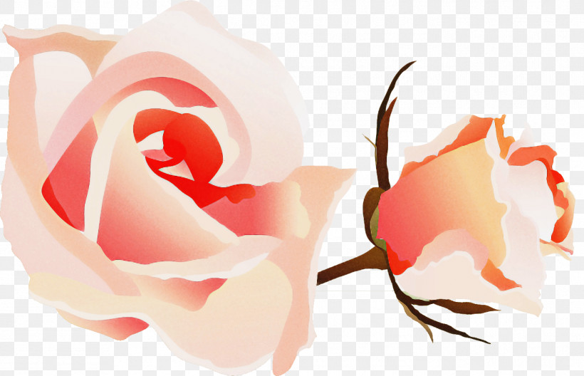 Two Flowers Two Roses Valentines Day, PNG, 1371x883px, Two Flowers, Beauty, Bud, Floribunda, Flower Download Free