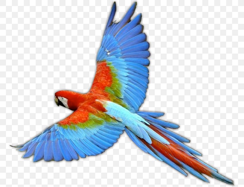 Bird Clip Art, PNG, 768x628px, Bird, Beak, Color, Common Pet Parakeet, Feather Download Free