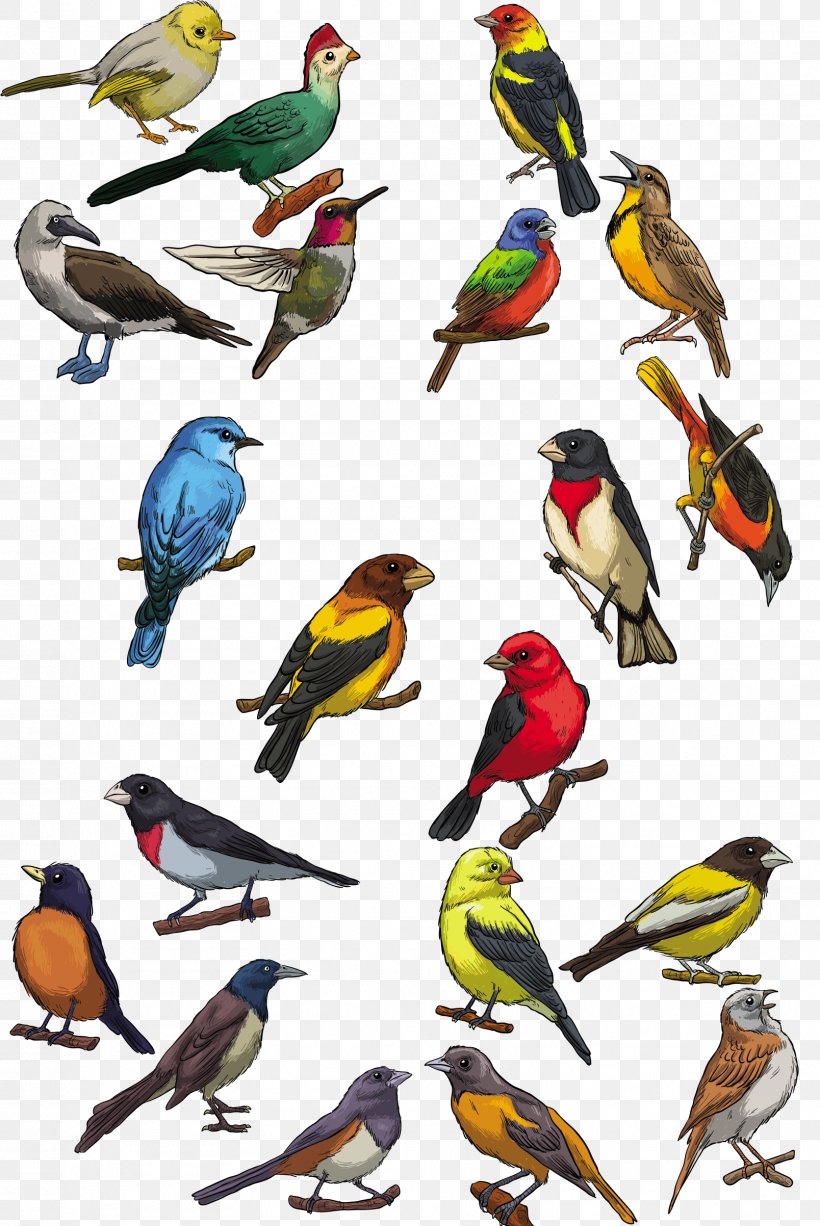 Bird Toucan Swallow, PNG, 1608x2405px, Bird, Beak, Fauna, Feather, Finch Download Free