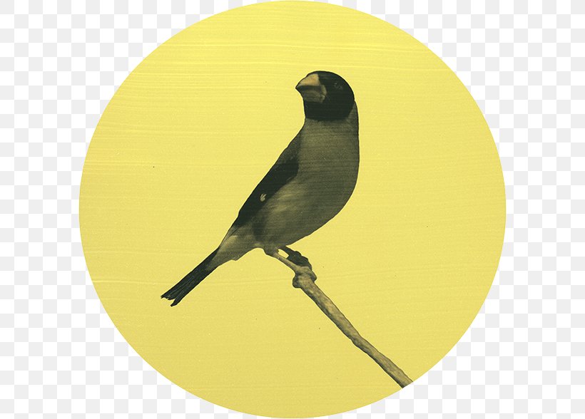 Finches Beak Fauna, PNG, 600x588px, Finches, Beak, Bird, Fauna, Finch Download Free