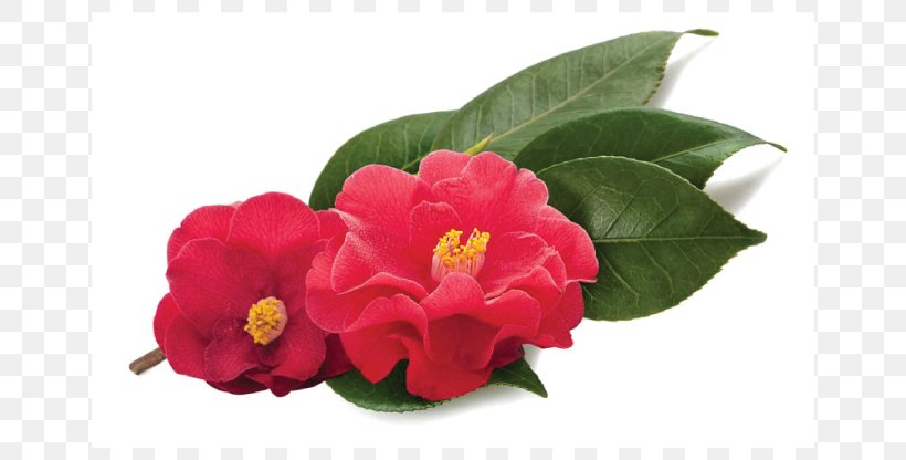 Japanese Camellia Tescom Hair Dryers Sasanqua Camellia Negative Air Ionization Therapy, PNG, 800x416px, Japanese Camellia, Camellia, Camellia Sasanqua, Capelli, Comb Download Free