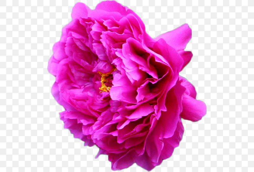 Moutan Peony Flower Wallpaper, PNG, 516x556px, Peony, Centifolia Roses, Cut Flowers, Flower, Flowering Plant Download Free