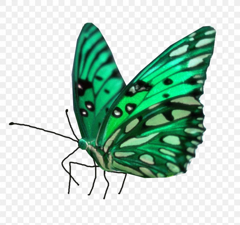 Painting Desktop Wallpaper, PNG, 1158x1084px, Painting, Android, Art, Arthropod, Brush Footed Butterfly Download Free