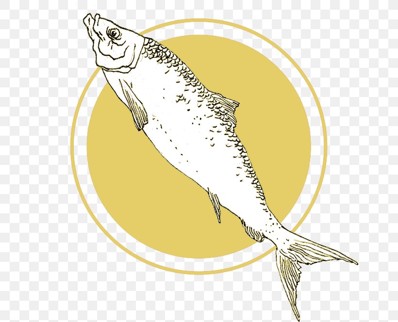 Sardine Fish, PNG, 700x664px, Sardine, Fauna, Fish, Organism, Seafood Download Free