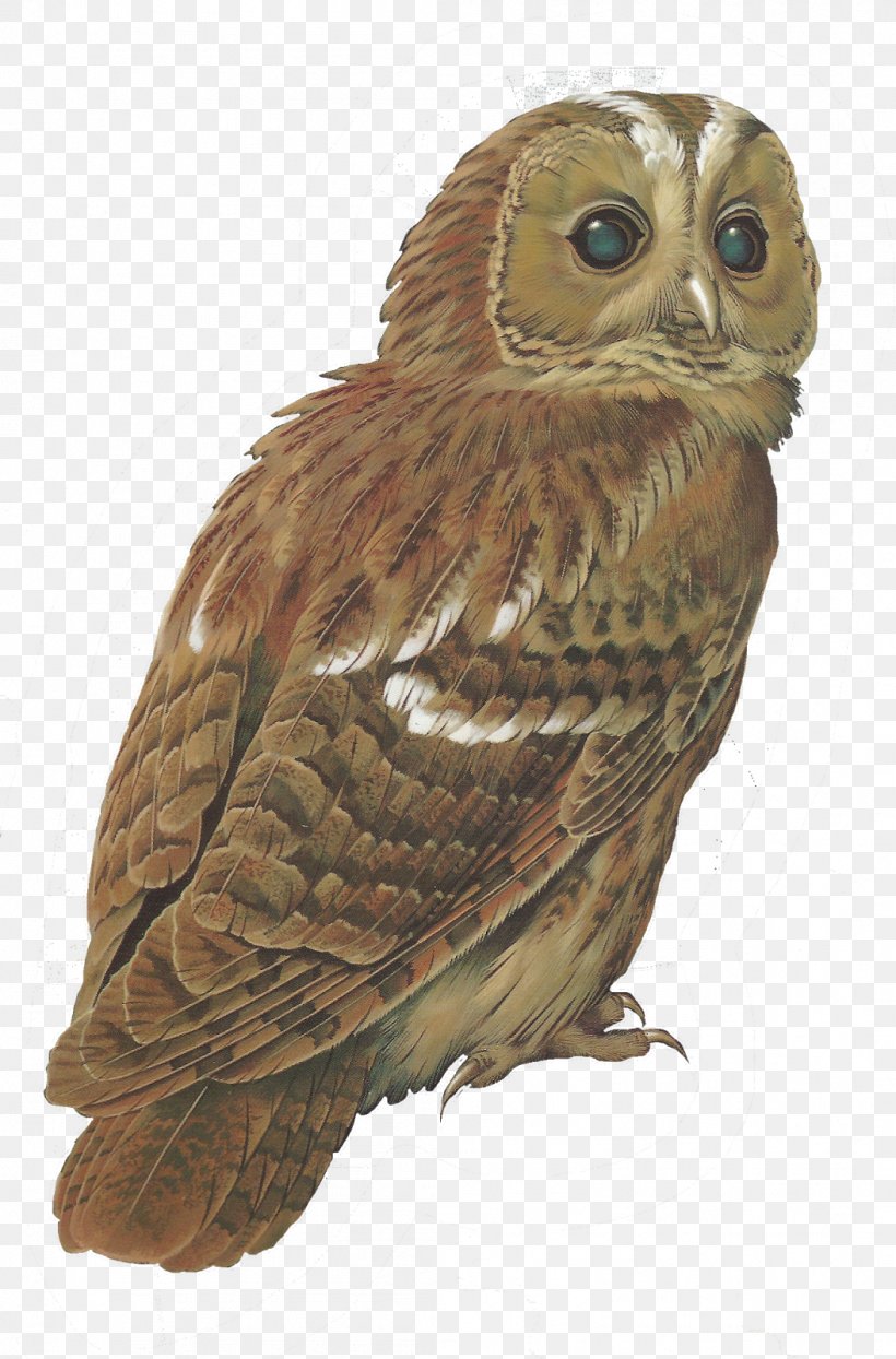 Tawny Owl Bird Barred Owl Clip Art, PNG, 1054x1600px, Tawny Owl, Barn Owl, Barred Owl, Beak, Bird Download Free