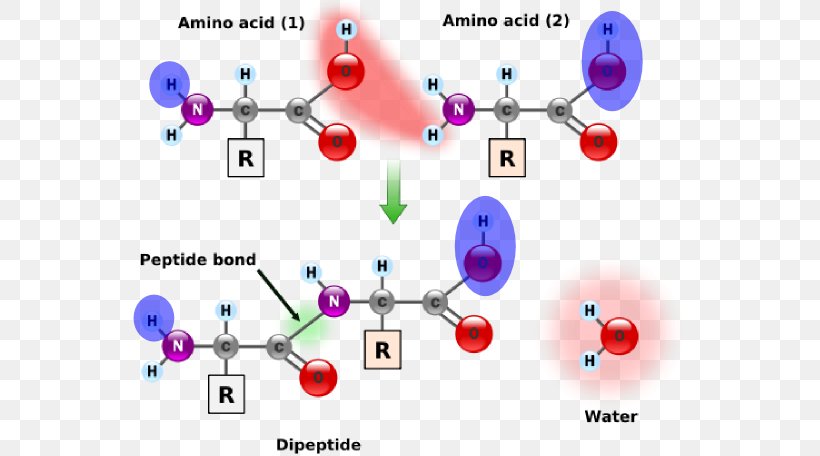Amino Acids And Proteins Peptide Bond, PNG, 556x456px, Peptide Bond, Acid, Amine, Amino Acid, Area Download Free