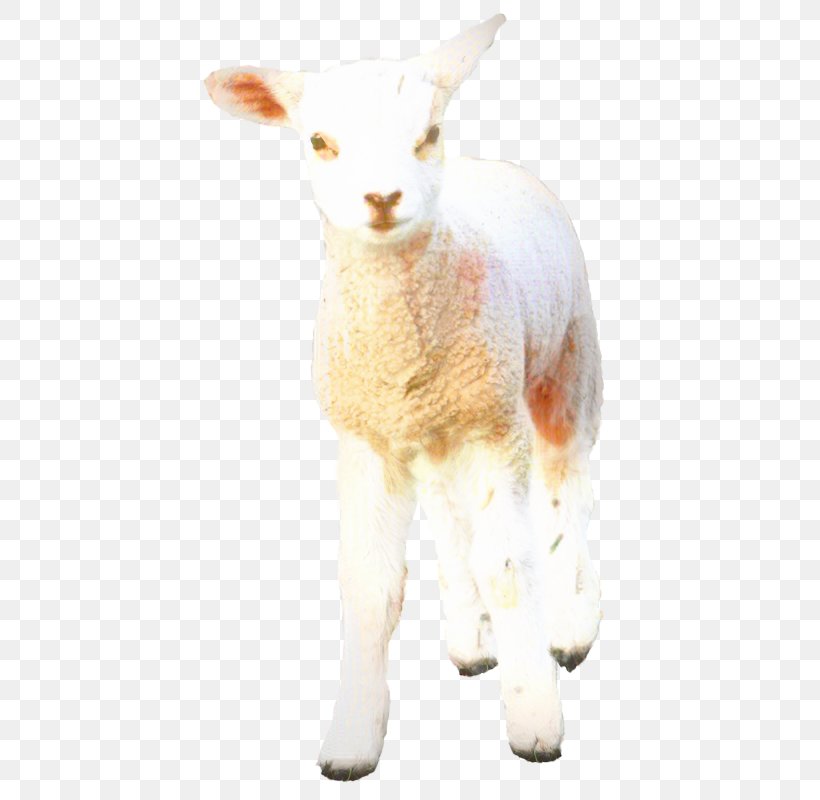 Cattle Sheep Goat Deer Fur, PNG, 436x800px, Cattle, Animal Figure, Deer, Fawn, Fur Download Free