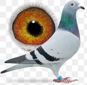 Bird - Columbidae Racing Homer Bird Pigeon Racing Beak PNG