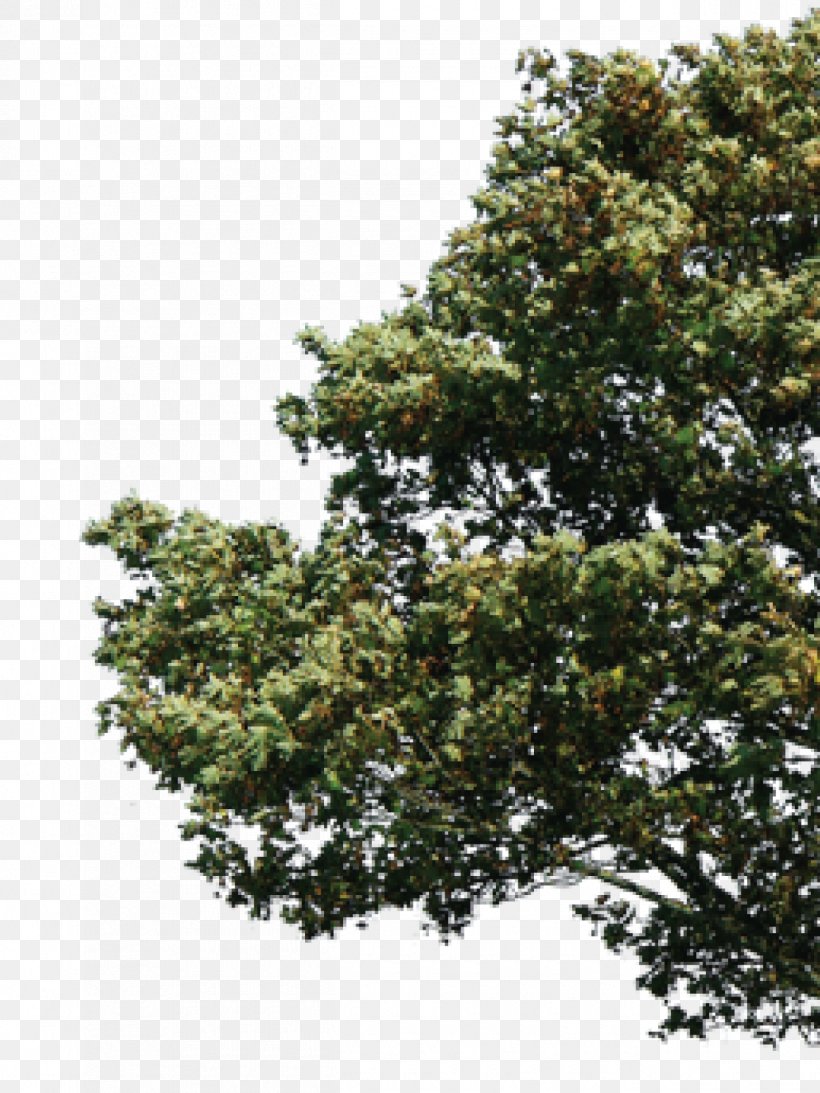 DeviantArt Tree, PNG, 1250x1667px, Deviantart, Architecture, Branch, Credit, Drawing Download Free