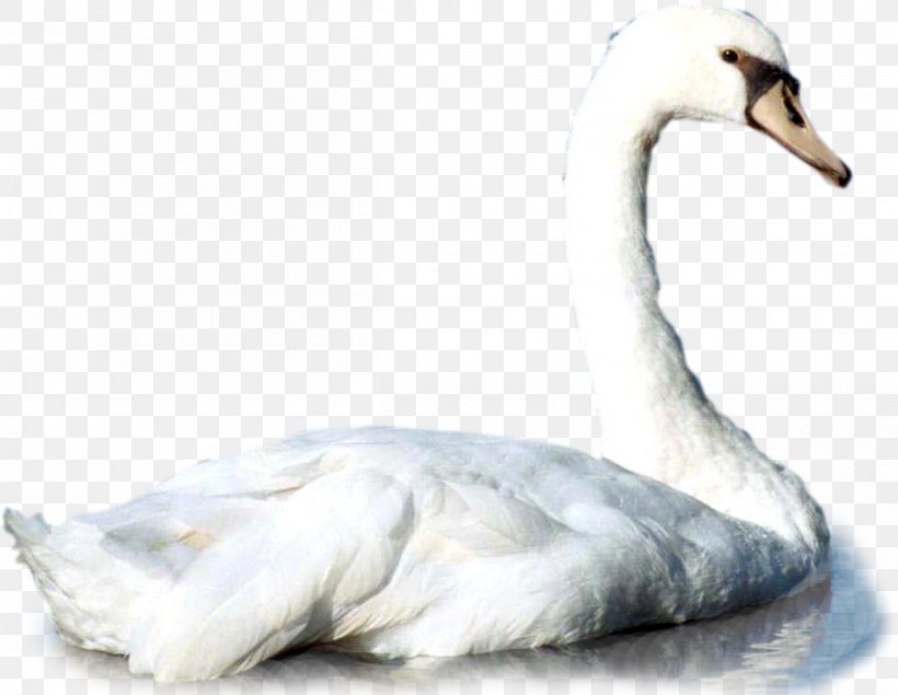 Duck Mute Swan Bird Animal Cisne, PNG, 1200x930px, Duck, American Pekin, Anatidae, Animal, Anseriformes Download Free