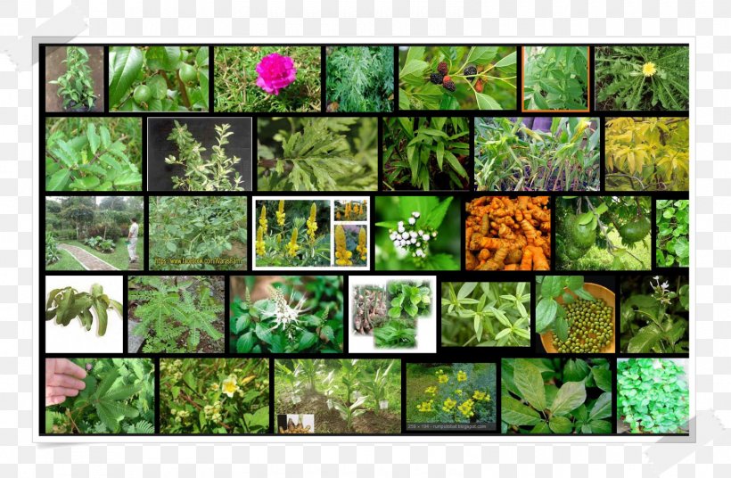 Leaf Non-vascular Plant Embryophyta, PNG, 1600x1046px, Leaf, Embryophyta, Flora, Grass, Non Vascular Land Plant Download Free