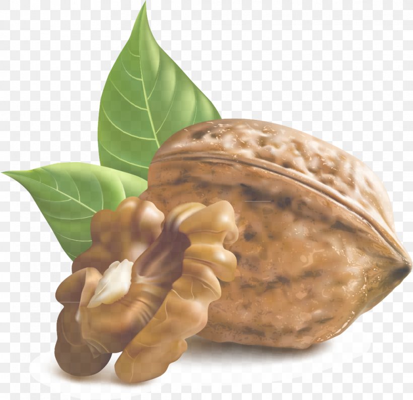 Nut Plant Walnut Southern Magnolia Nuts & Seeds, PNG, 1036x1004px, Nut, Flower, Food, Magnolia, Magnolia Family Download Free