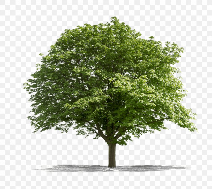 Tree Lindens Stock Photography Desktop Wallpaper Oak, PNG, 1000x893px, Tree, Branch, Grass, Leaf, Lindens Download Free