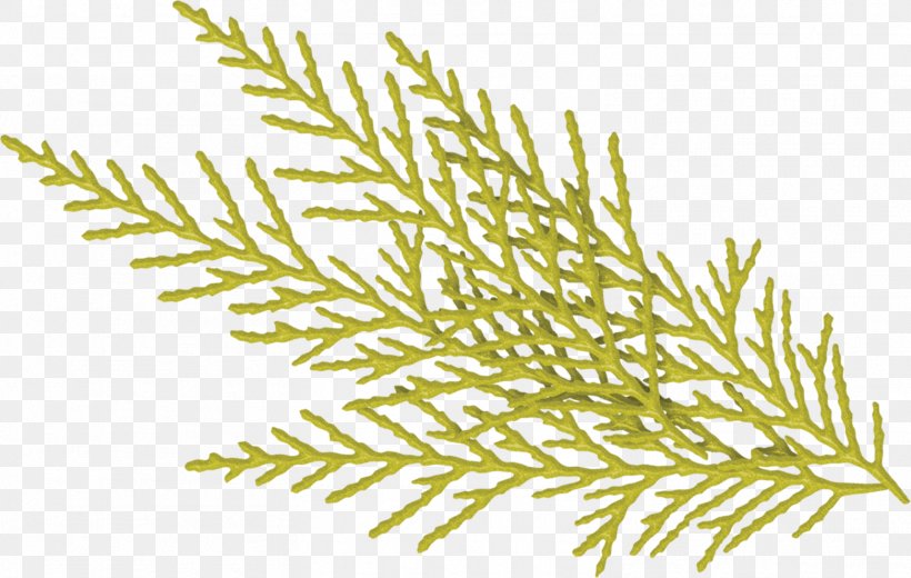 Christmas Jul I Juli Twig Snowflake Plant Stem, PNG, 1564x993px, Christmas, Aquarium, Aquarium Decor, Blessing, Branch Download Free