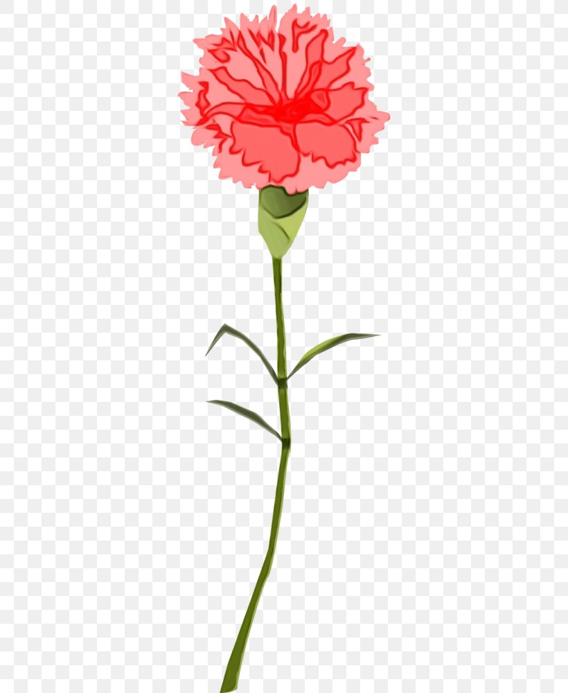 Drawing Of Family, PNG, 500x1000px, Carnation, Cut Flowers, Dianthus, Drawing, Flower Download Free