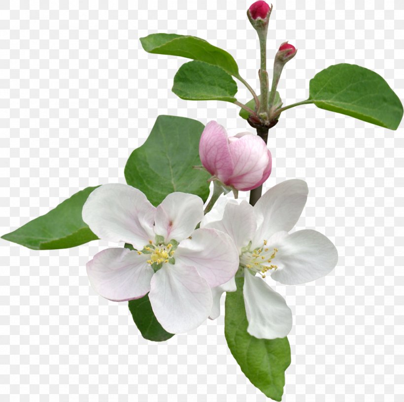 Flower Branch Stock Photography Tree Blossom, PNG, 1029x1024px, Flower, Apple, Blossom, Branch, Cut Flowers Download Free
