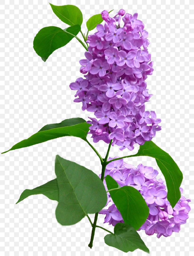 Lilac Violet Flower Purple Plant, PNG, 811x1080px, Lilac, Annual Plant, Branch, Color, Flower Download Free