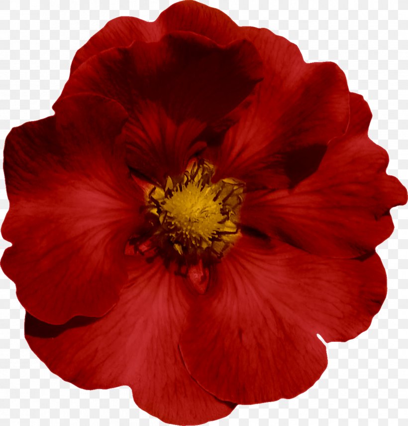 Mallows The Poppy Family Cut Flowers Petal, PNG, 1262x1316px, Mallows, Annual Plant, Cut Flowers, Family, Flower Download Free