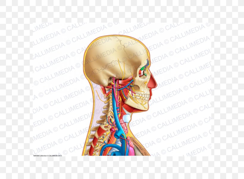 Neck Ear Human Anatomy Bone, PNG, 600x600px, Watercolor, Cartoon, Flower, Frame, Heart Download Free