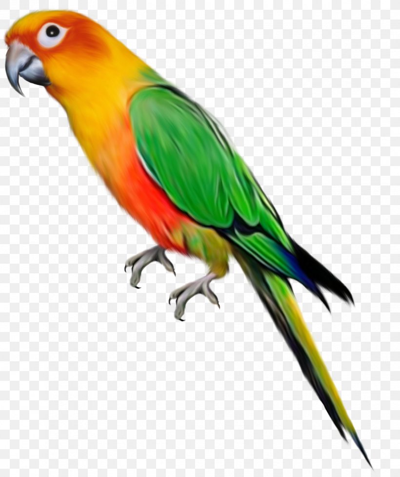 Parrot Bird Desktop Wallpaper Clip Art, PNG, 1121x1336px, Parrot, Beak, Bird, Budgerigar, Common Pet Parakeet Download Free