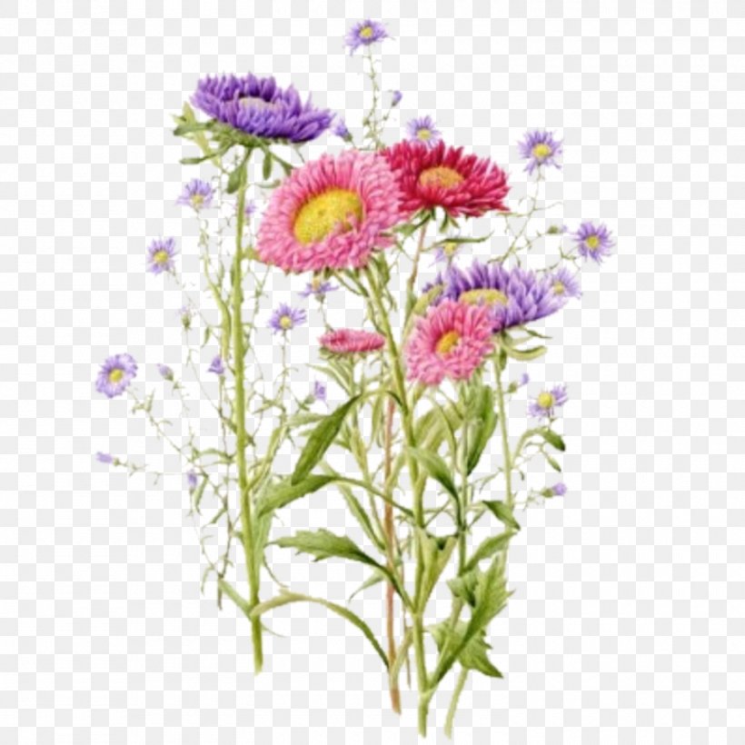 Common Daisy Marguerite Daisy Oxeye Daisy Chrysanthemum Floral Design, PNG, 1500x1500px, Common Daisy, Annual Plant, Argyranthemum, Aster, Botanical Illustration Download Free