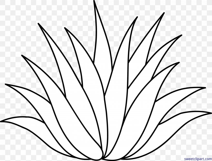 Drawing Line Art Aloe Vera Centuryplant Clip Art, PNG, 6303x4790px, Drawing, Agave, Agave Azul, Agave Deserti, Aloe Vera Download Free