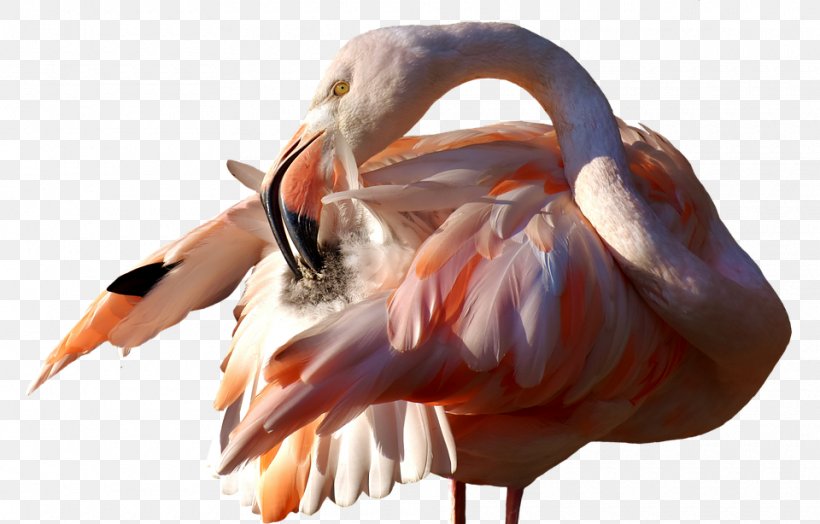 Flamingos Bird Clip Art Beak Image, PNG, 960x614px, Flamingos, Animal, Beak, Bird, Claw Download Free