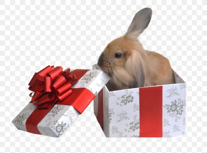 Rabbit Gift Pet Birthday Photography, PNG, 1100x811px, Rabbit, Birthday, Box, Domestic Rabbit, Fur Download Free