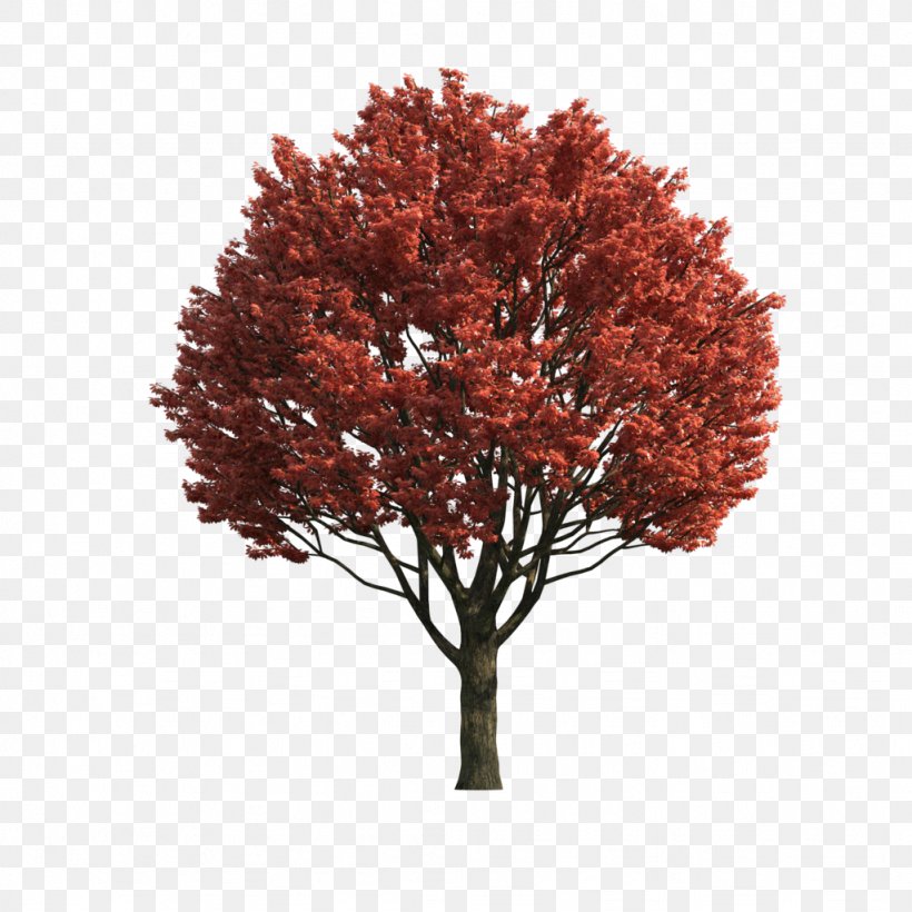 Red Maple Tree Computer File, PNG, 1024x1024px, Red Maple, Branch, Data, Maple, Maple Tree Download Free