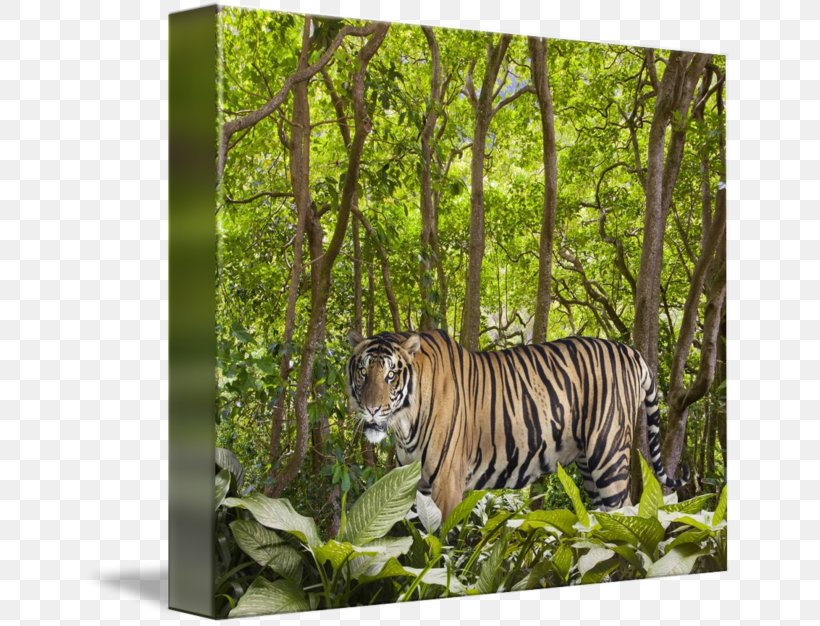 Tiger Ecosystem Fauna Rainforest Cat, PNG, 650x626px, Tiger, Animal, Big Cat, Big Cats, Carnivoran Download Free