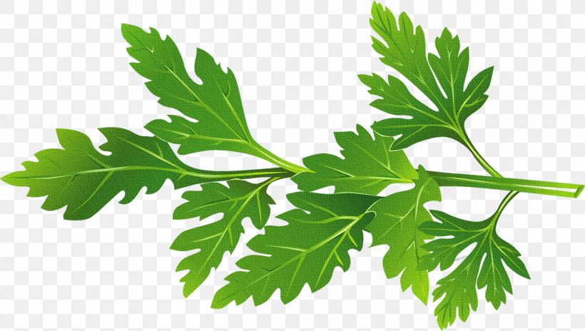 Basil Vector, PNG, 1200x680px, Royaltyfree, Anthriscus, Chervil, Chinese Celery, Coriander Download Free