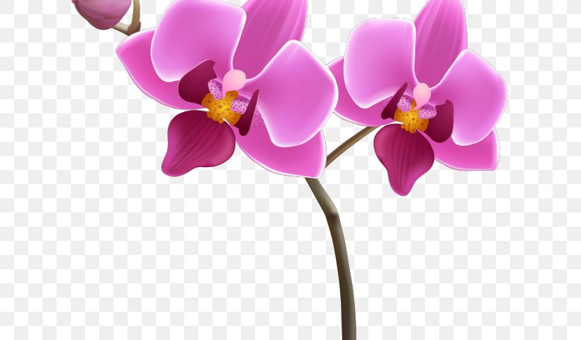 Clip Art Orchids Vector Graphics Transparency, PNG, 640x480px, Orchids, Art, Cartoon, Cattleya, Cut Flowers Download Free