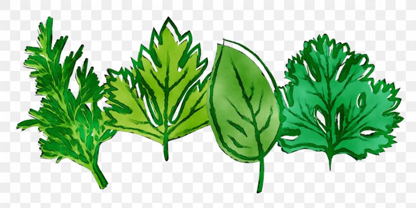 Leaf Greens Herbalism Plant Stem, PNG, 1180x590px, Leaf, Botany, Flower, Flowering Plant, Green Download Free