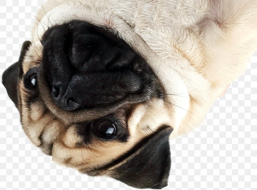 Pug Puppy Dog Breed Companion Dog Toy Dog, PNG, 1294x959px, Pug, Breed, Carnivoran, Companion Dog, Crossbreed Download Free