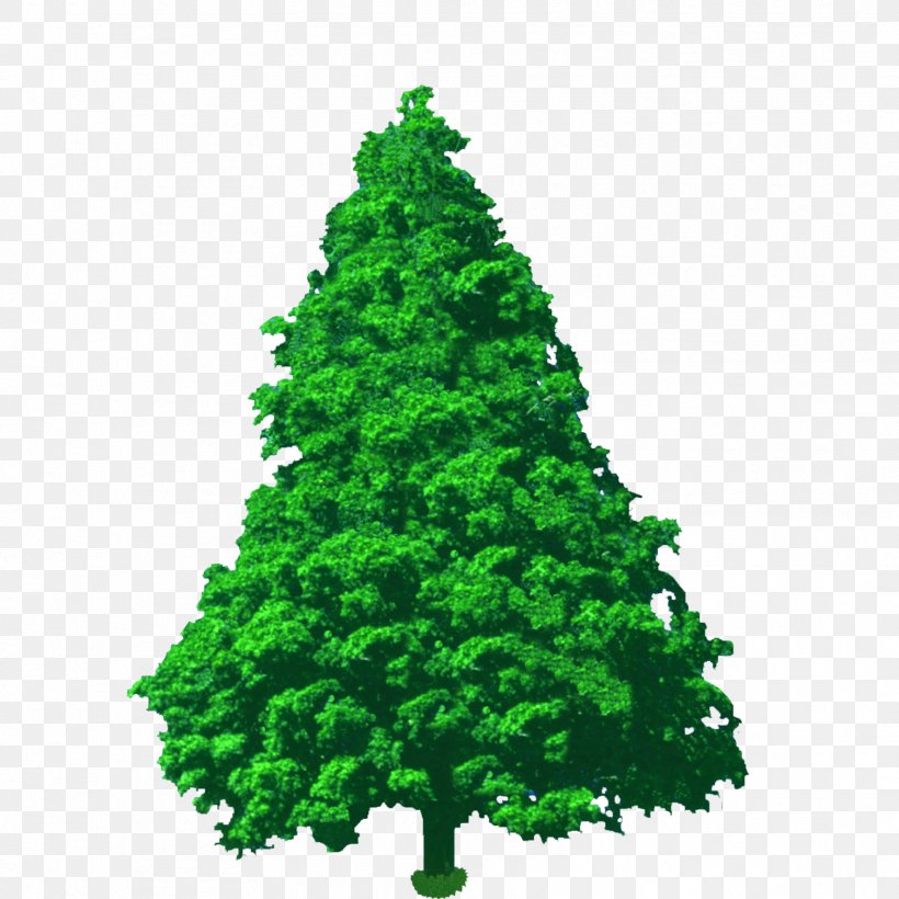 Spruce Pine Fir Conifers Cypress, PNG, 1772x1772px, Mediterranean Cypress, Biome, Branch, Cedar, Christmas Decoration Download Free