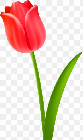 Tulip - Tulip Flower Clip Art PNG