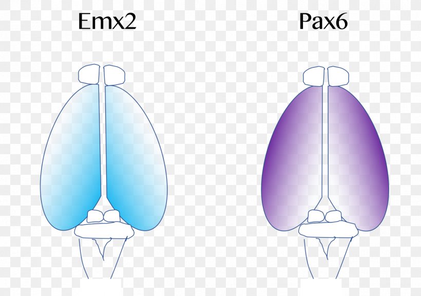 Cerebral Cortex Brain Neocortex PAX6, PNG, 1352x951px, Cerebral Cortex, Brain, Cerebrum, Cortex, Cortical Area Download Free