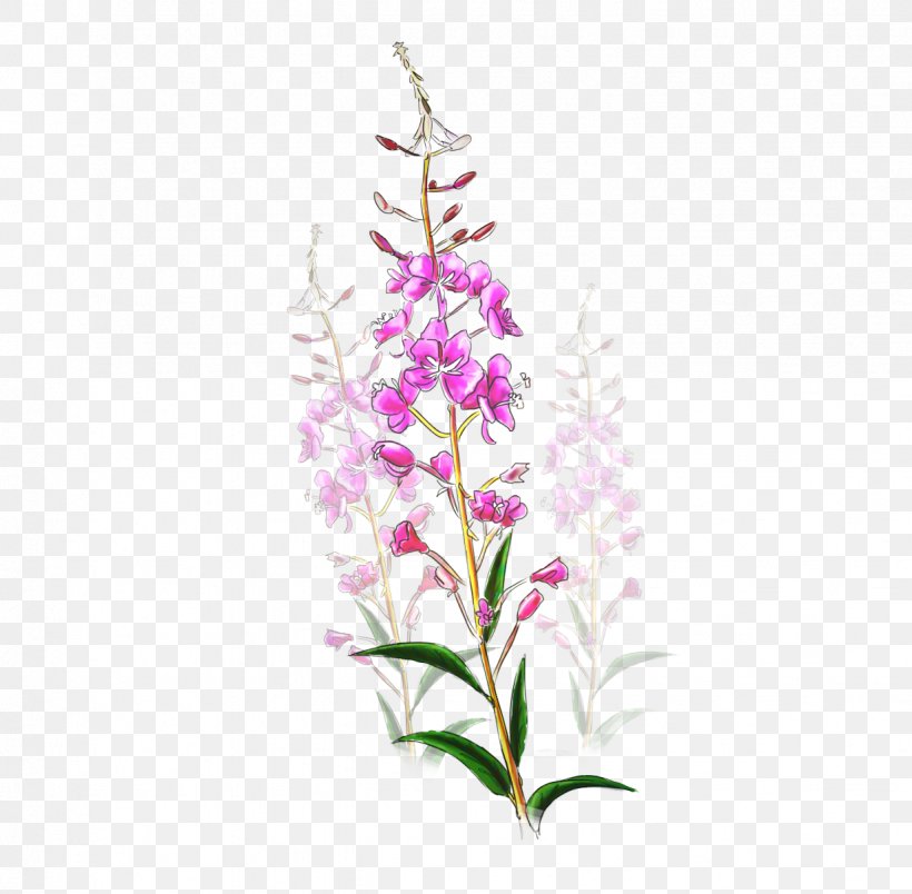 Drawing Of Family, PNG, 1234x1210px, Drawing, Beardtongue, Chamaenerion Angustifolium, Dendrobium, Fireweed Download Free