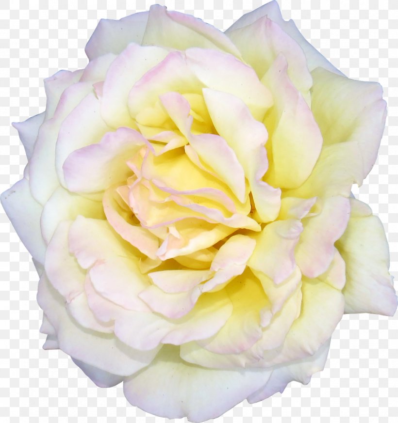 Flower Centifolia Roses White Garden Roses Clip Art, PNG, 1201x1280px, Flower, Centifolia Roses, Color, Cut Flowers, Designer Download Free