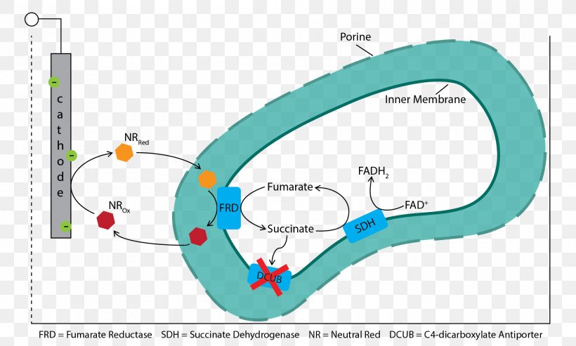 Fumarate Reductase Succinate Dehydrogenase Succinic Acid Cytochrome C Fumaric Acid, PNG, 1985x1195px, Fumarate Reductase, Anaerobic Respiration, Area, Cell, Cell Membrane Download Free