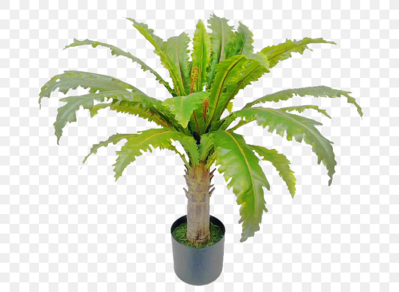 Palm Tree, PNG, 800x600px, Plant, Arecales, Cycad, Date Palm, Flower Download Free