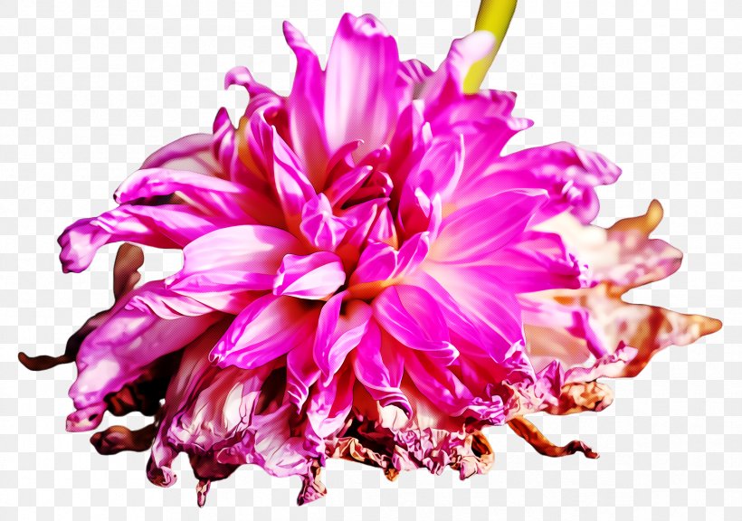 Pink Flower Petal Plant Peony, PNG, 2384x1676px, Pink, Cut Flowers, Dahlia, Flower, Magenta Download Free