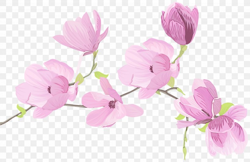 Sweet Pea Flower, PNG, 3000x1944px, Watercolor, Branch, Cut Flowers, Drawing, Flower Download Free