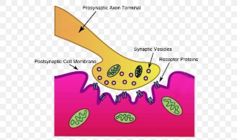 Synapse Neuromuscular Junction Motor Neuron Acetylcholine, PNG, 636x486px, Synapse, Acetylcholine, Area, Axon, Axon Terminal Download Free