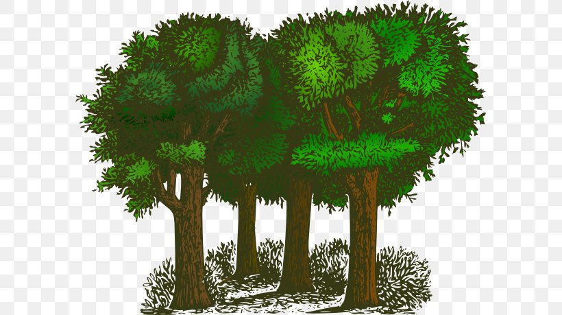 Tree Forest Clip Art, PNG, 600x459px, Tree, Biome, Blog, Branch, Ecosystem Download Free