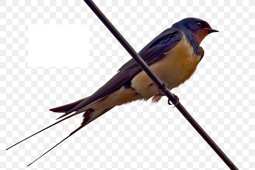 Barn Swallow Bird Nest Cygnini, PNG, 800x546px, Swallow, American Sparrows, Animal, Barn Swallow, Beak Download Free